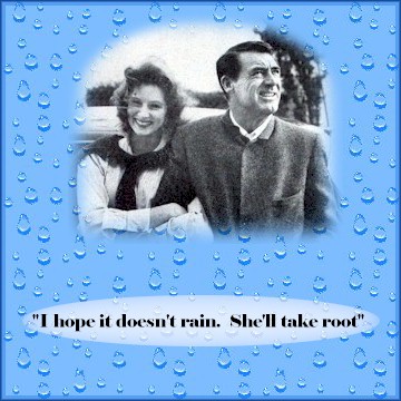 I hope it doesn't rain. She'll take root.